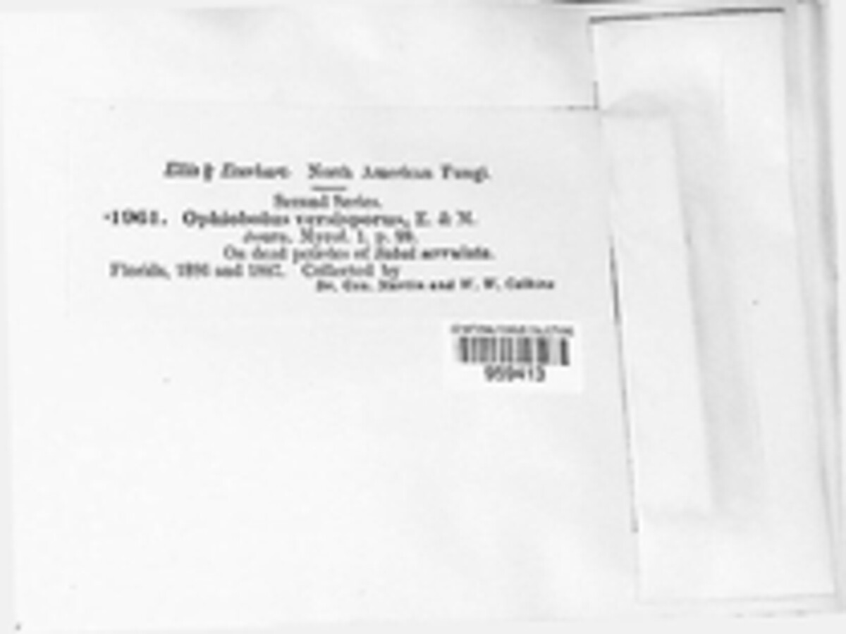 Linocarpon image
